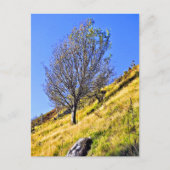 L0NE TREE POSTKARTE (Vorderseite)