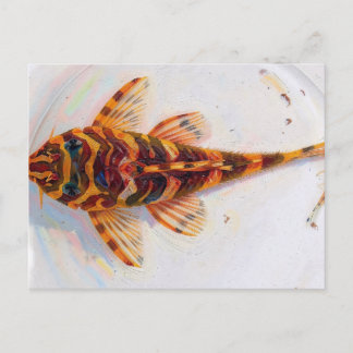 L134 Pleco Leopard Frosch  Postkarte