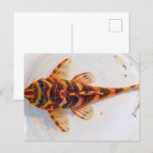 L134 Pleco Leopard Frosch Postkarte (Vorne/Hinten)