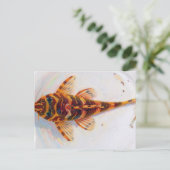 L134 Pleco Leopard Frosch Postkarte (Stehend Vorderseite)