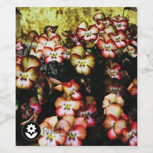 ʟ ᴏ ᴡᴡ | Pansy ~ Peach Weinetikett (Einzelnes Label)