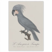 L’Ara gris à Trompe / Gray Palm Cockatoo Aufkleber (Vorderseite)