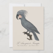 L’Ara gris à Trompe / Gray Palm Cockatoo Dankeskarte (Vorderseite)