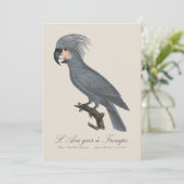 L’Ara gris à Trompe / Gray Palm Cockatoo Dankeskarte (Stehend Vorderseite)