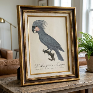 L’Ara gris à Trompe / Gray Palm Cockatoo Fotodruck