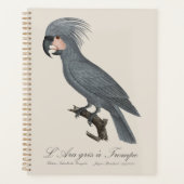 L’Ara gris à Trompe / Gray Palm Cockatoo Planer (Vorderseite)