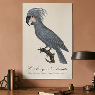 L’Ara gris à Trompe / Gray Palm Cockatoo Poster