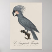 L’Ara gris à Trompe / Gray Palm Cockatoo Poster (Vorne)