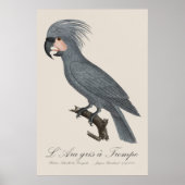 L’Ara gris à Trompe / Gray Palm Cockatoo Poster (Vorne)