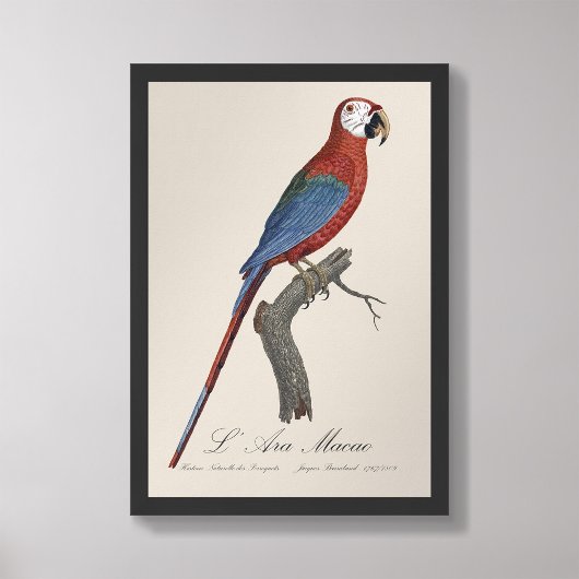 L' Ara Macao / Rot und Grün Fotodruck