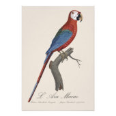 L' Ara Macao / Rot und Grün Fotodruck (Vorne)