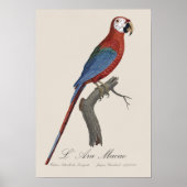 L' Ara Macao / Rot und Grün Poster (Vorne)