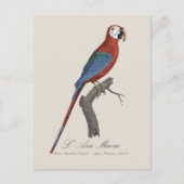 L' Ara Macao / Rot und Grün Postkarte (Vorderseite)