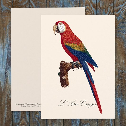 L' Ara Macao / Scarlet Macaw Dankeskarte