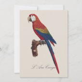 L' Ara Macao / Scarlet Macaw Dankeskarte (Vorderseite)