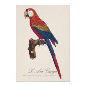 L' Ara Macao / Scarlet Macaw Fotodruck (Vorne)