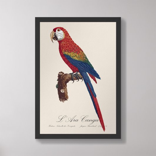 L' Ara Macao / Scarlet Macaw Fotodruck