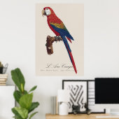 L' Ara Macao / Scarlet Macaw Poster (Heimbüro)
