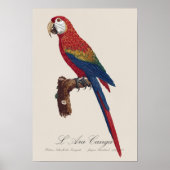 L' Ara Macao / Scarlet Macaw Poster (Vorne)