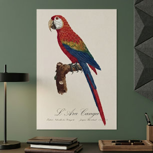 L' Ara Macao / Scarlet Macaw Poster