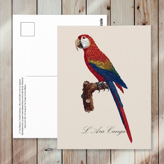 L' Ara Macao / Scarlet Macaw Postkarte