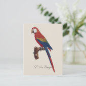 L' Ara Macao / Scarlet Macaw Postkarte (Stehend Vorderseite)