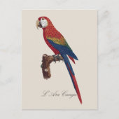 L' Ara Macao / Scarlet Macaw Postkarte (Vorderseite)
