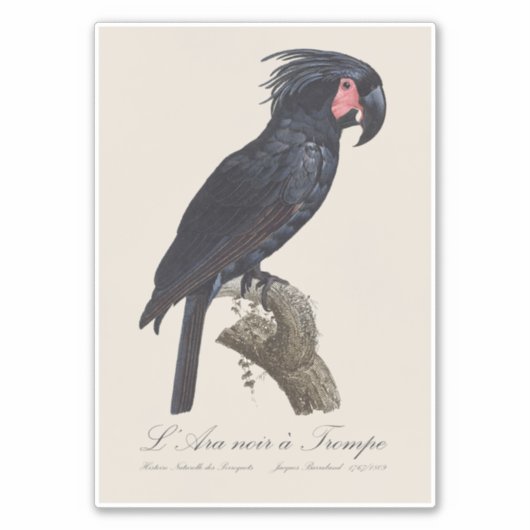 L' Ara Noir a Trompe / Palm Cockatoo Aufkleber (Vorderseite)