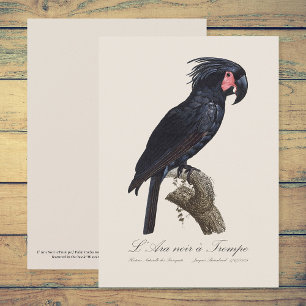 L' Ara Noir a Trompe / Palm Cockatoo Dankeskarte