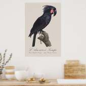 L' Ara Noir a Trompe / Palm Cockatoo Poster (Küche)