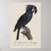 L' Ara Noir a Trompe / Palm Cockatoo Poster (Vorne)