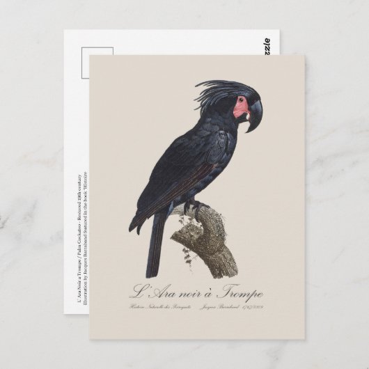 L' Ara Noir a Trompe / Palm Cockatoo Postkarte (Vorne/Hinten)