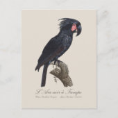 L' Ara Noir a Trompe / Palm Cockatoo Postkarte (Vorderseite)