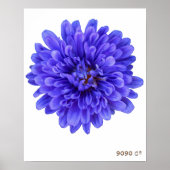 La Bluette Poster (Vorne)