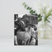 La Campagne à Paris rue Daguerre Sheep Postkarte (Stehend Vorderseite)