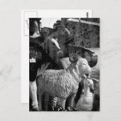 La Campagne à Paris rue Daguerre Sheep Postkarte (Vorne/Hinten)