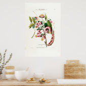 La Chevelure des Amazones Pink Botanical America Poster (Küche)