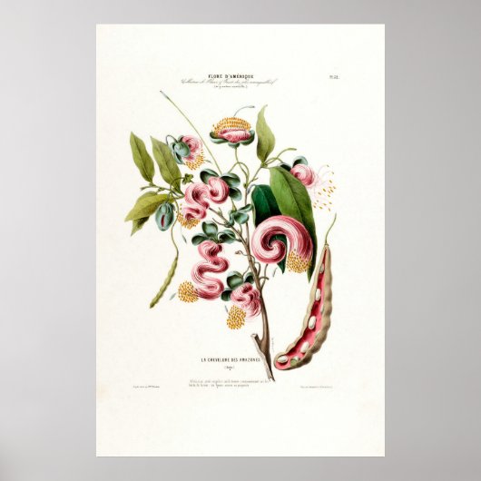 La Chevelure des Amazones Pink Botanical America Poster (Vorne)