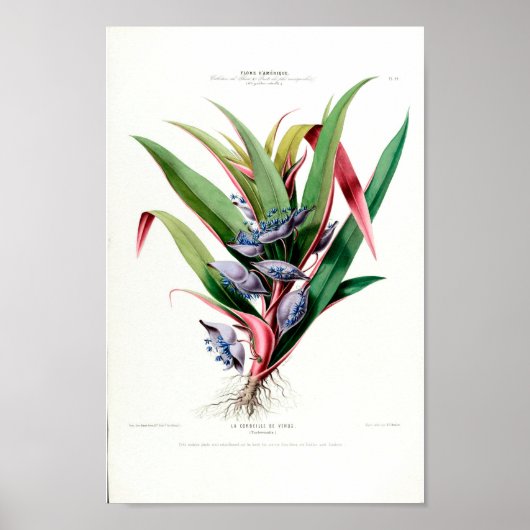 La Corbeille De Venus Flore D Amerique Floral Poster (Vorne)