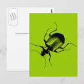 La Cucaracha Postkarte (Vorne/Hinten)