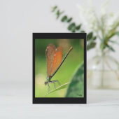 La demoiselle postkarte (Stehend Vorderseite)