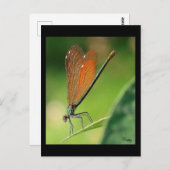 La demoiselle postkarte (Vorne/Hinten)