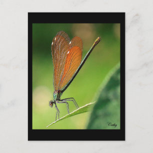 La demoiselle postkarte