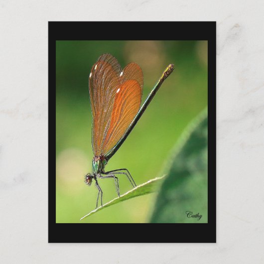 La demoiselle postkarte (Vorderseite)