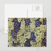 La Festa dell'Uva Postkarte (Vorne/Hinten)