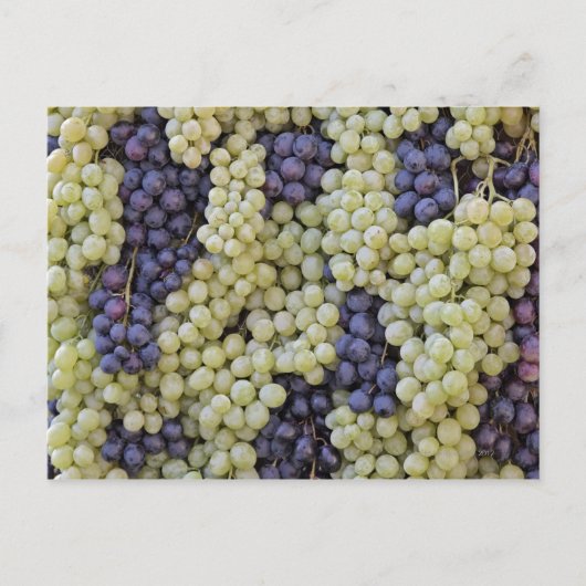 La Festa dell'Uva Postkarte (Vorderseite)
