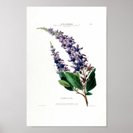 La Fleur De St.Jean Lila Floral Amerique Botanic Poster (Vorne)