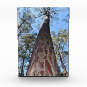 La Gerche Ponderosa Pine Acrylblock Fotoblock (Vorderseite)