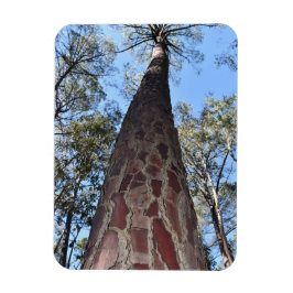 La Gerche Ponderosa Pine Flexible Magnet