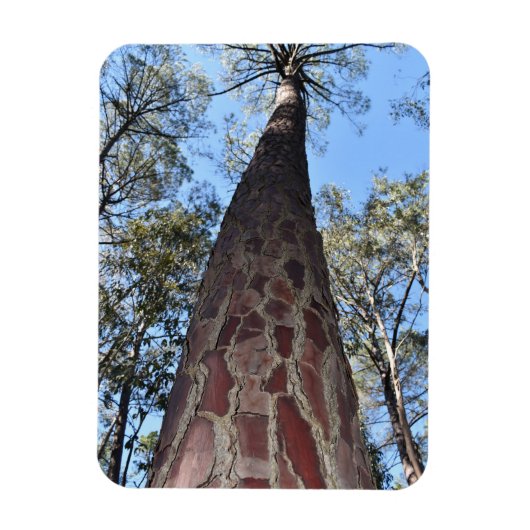 La Gerche Ponderosa Pine Flexible Magnet (Vertikal)